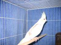 Whiteface lutino cinnamon pied HEN