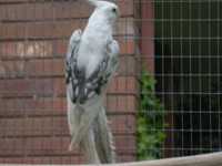 Whiteface Pearlpied HEN