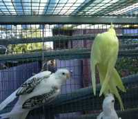 LEFT Whiteface pearlpied HEN
RIGHT Total reverse yellow pied