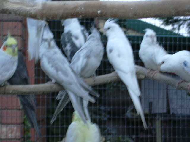 Pastel silver hot sale cockatiel