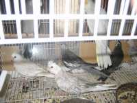 YOUNG WHITEFACE CINNAMON PEARL HAND REARED BABIES