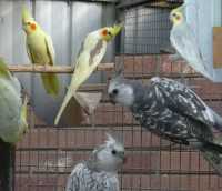 Just a couple of different mutations & colours in Cockatiels